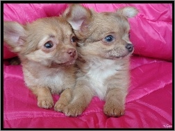Chihuahua, Dwa, Małe